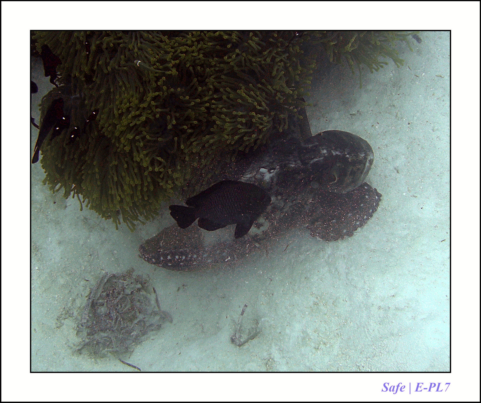 2022 - 07 - snorkeling Maldives - 013